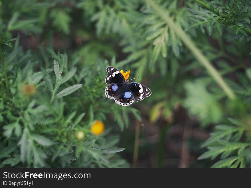 Black White and Blue Butterfly on Yellow Flower