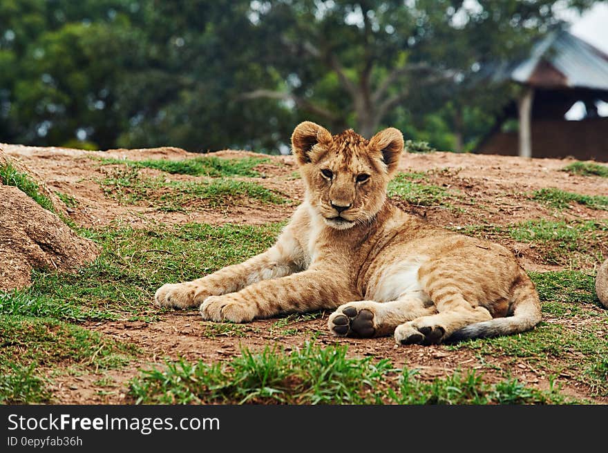 Lion Cub Lying on Ground