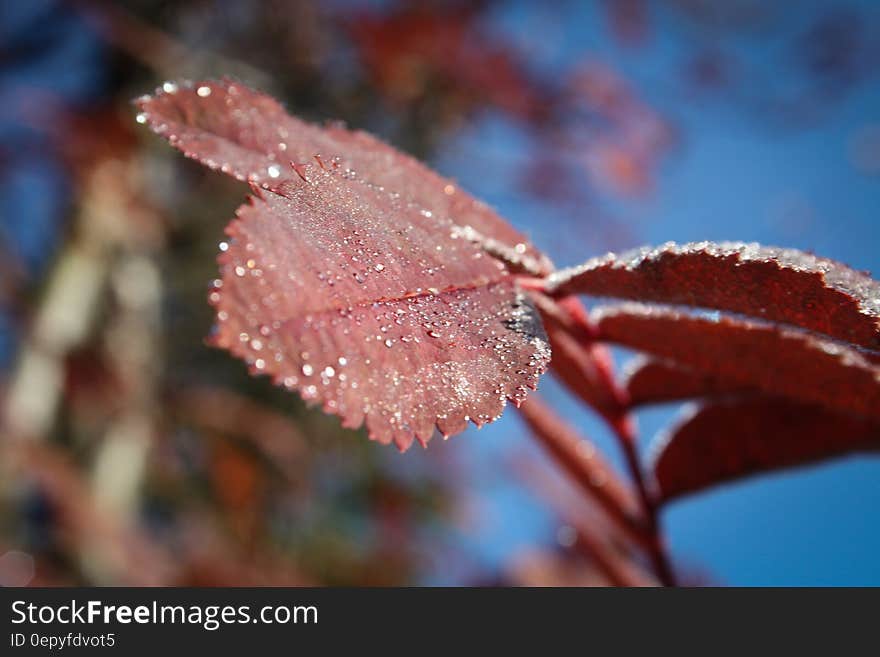 Close Up Image of Red Color of Leaf