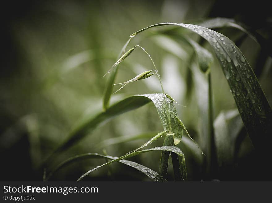 Green Grass With Water Droplets