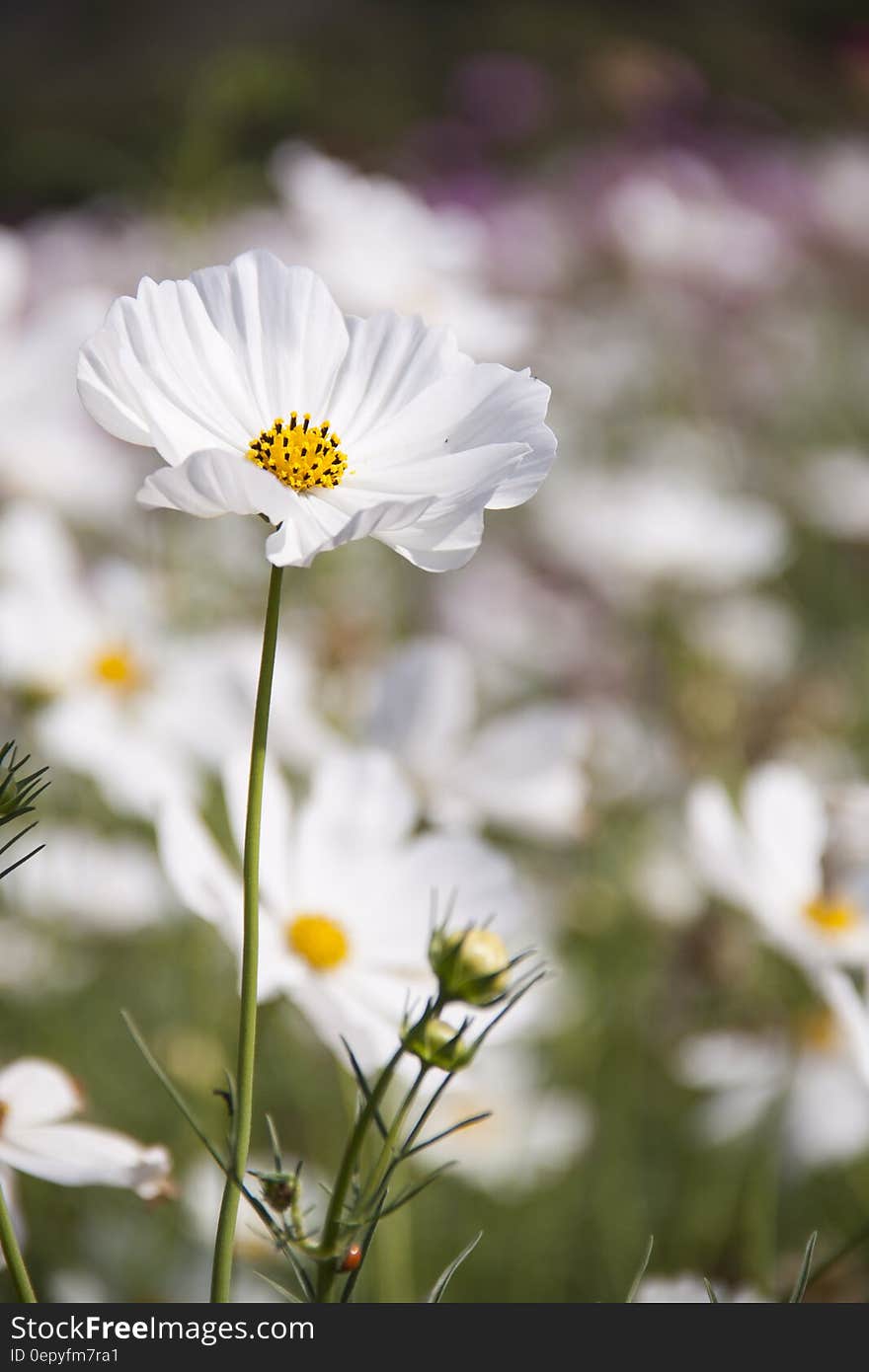 White Petaled Flower Field