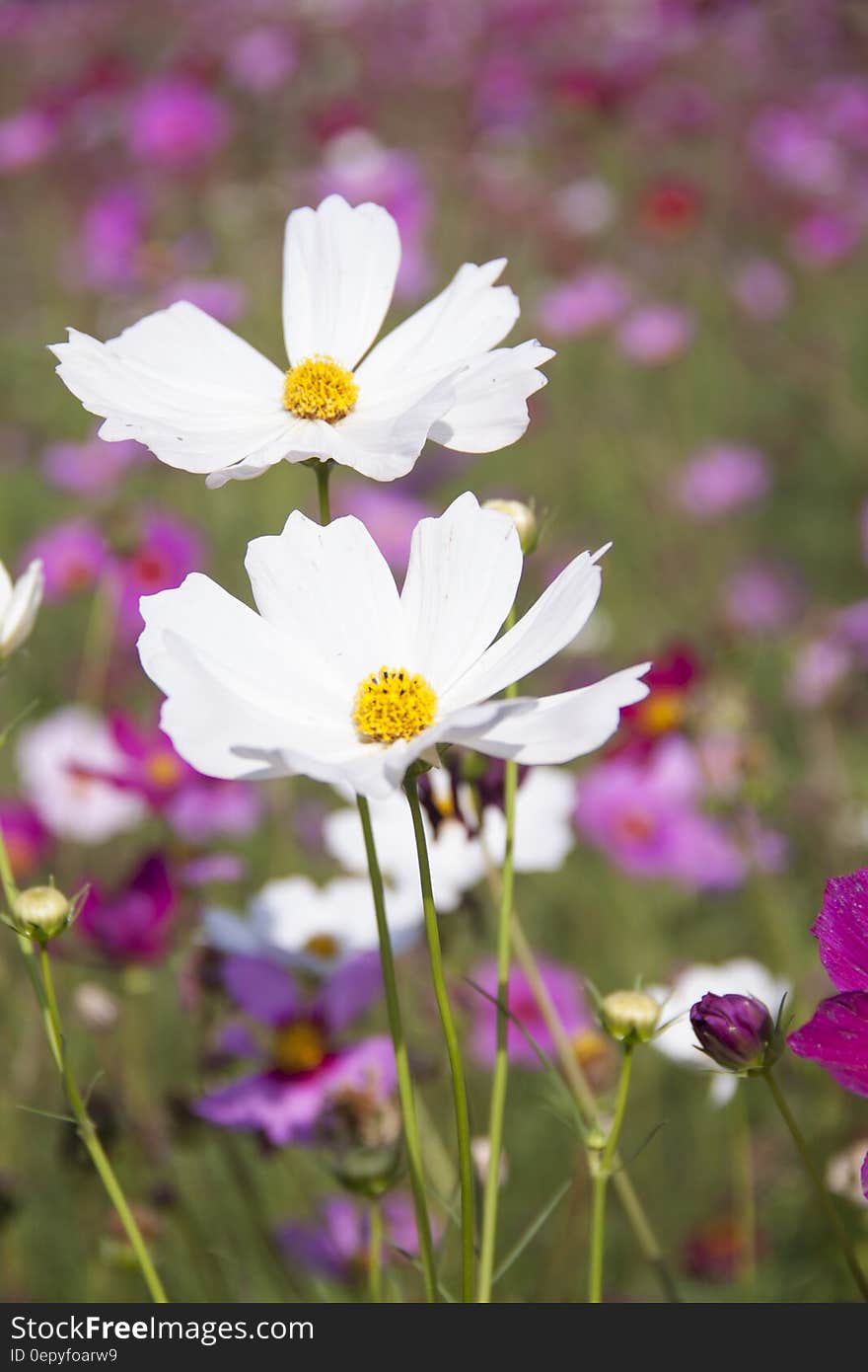 White Clustered Petal Flower