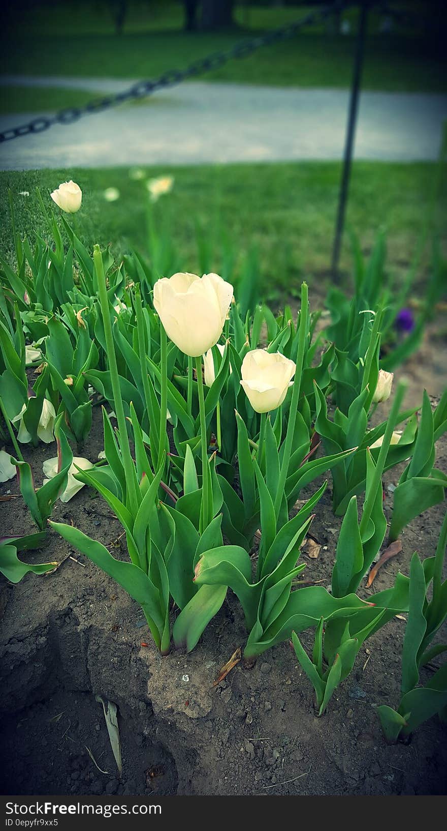 White Petal Flowers during Daytime