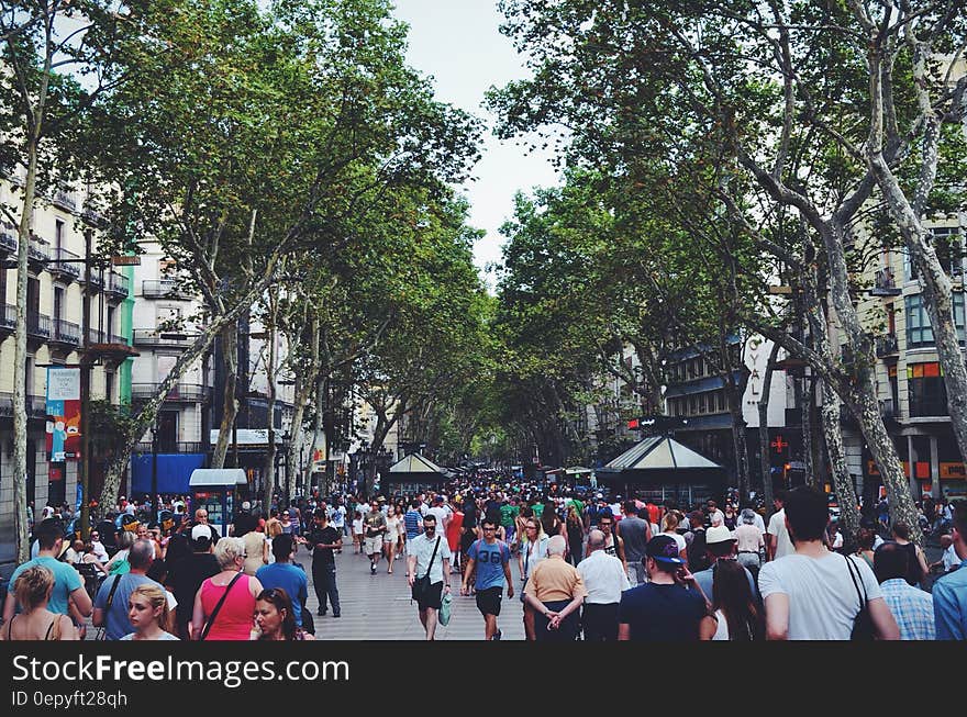 People Walking in the Street Near Green Leaved Trees Under White Cloudy Sky during Daytime