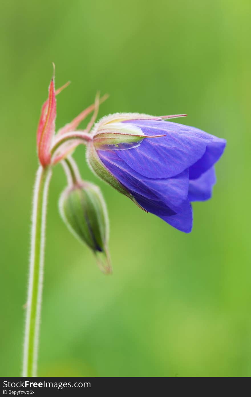 Purple Flower