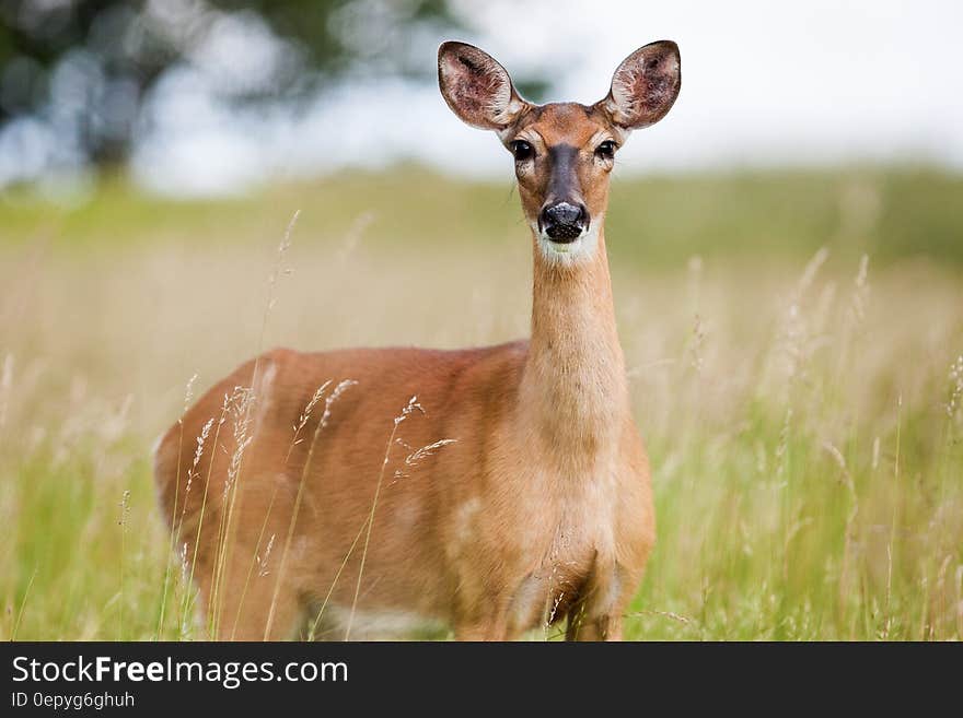 Brown Fawn in Field