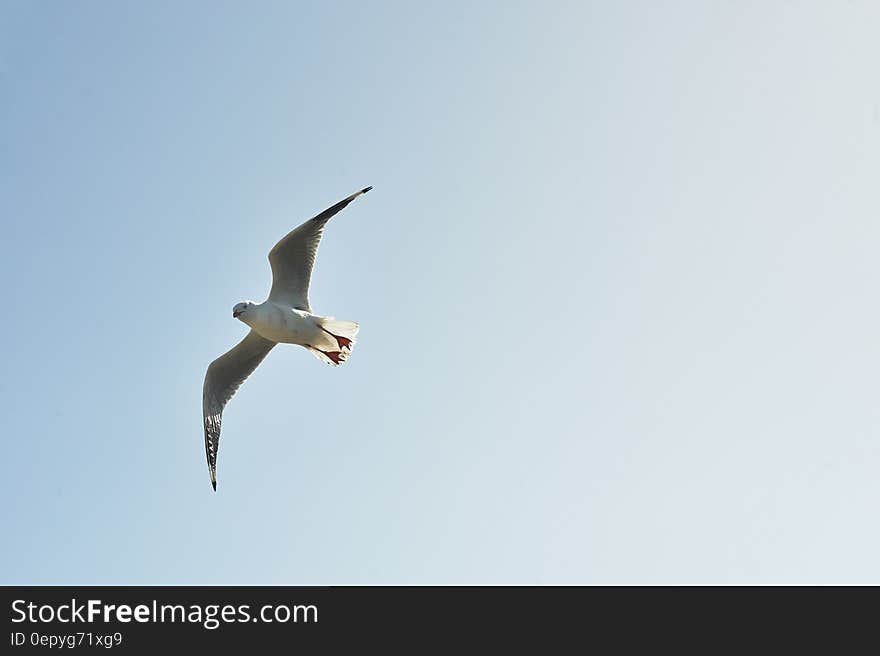 White and Grey Bird Flying in the Sky during Day Time