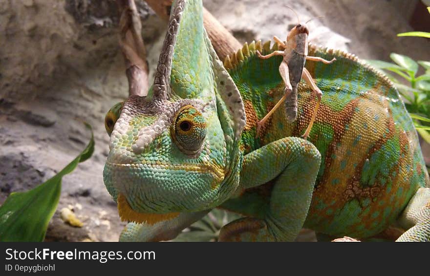 Green Brown and Yellow Cameleon