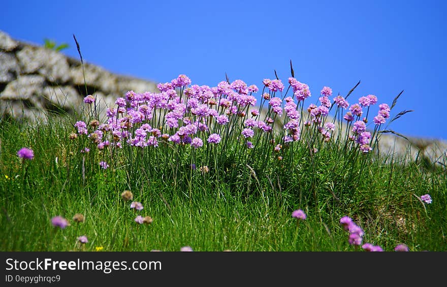 Purple Flower during Daytime