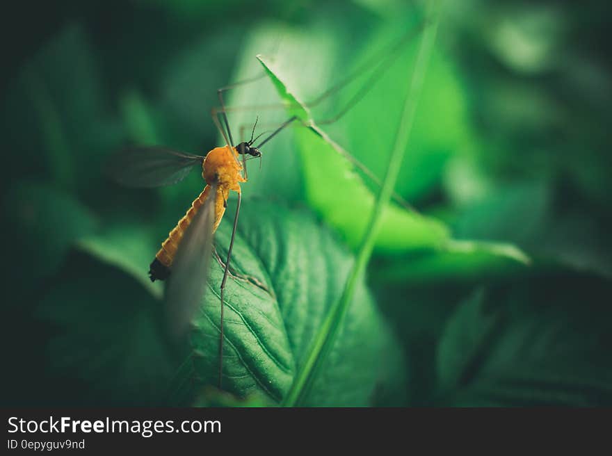 Shallow Focus Photography of Yellow Mosquito