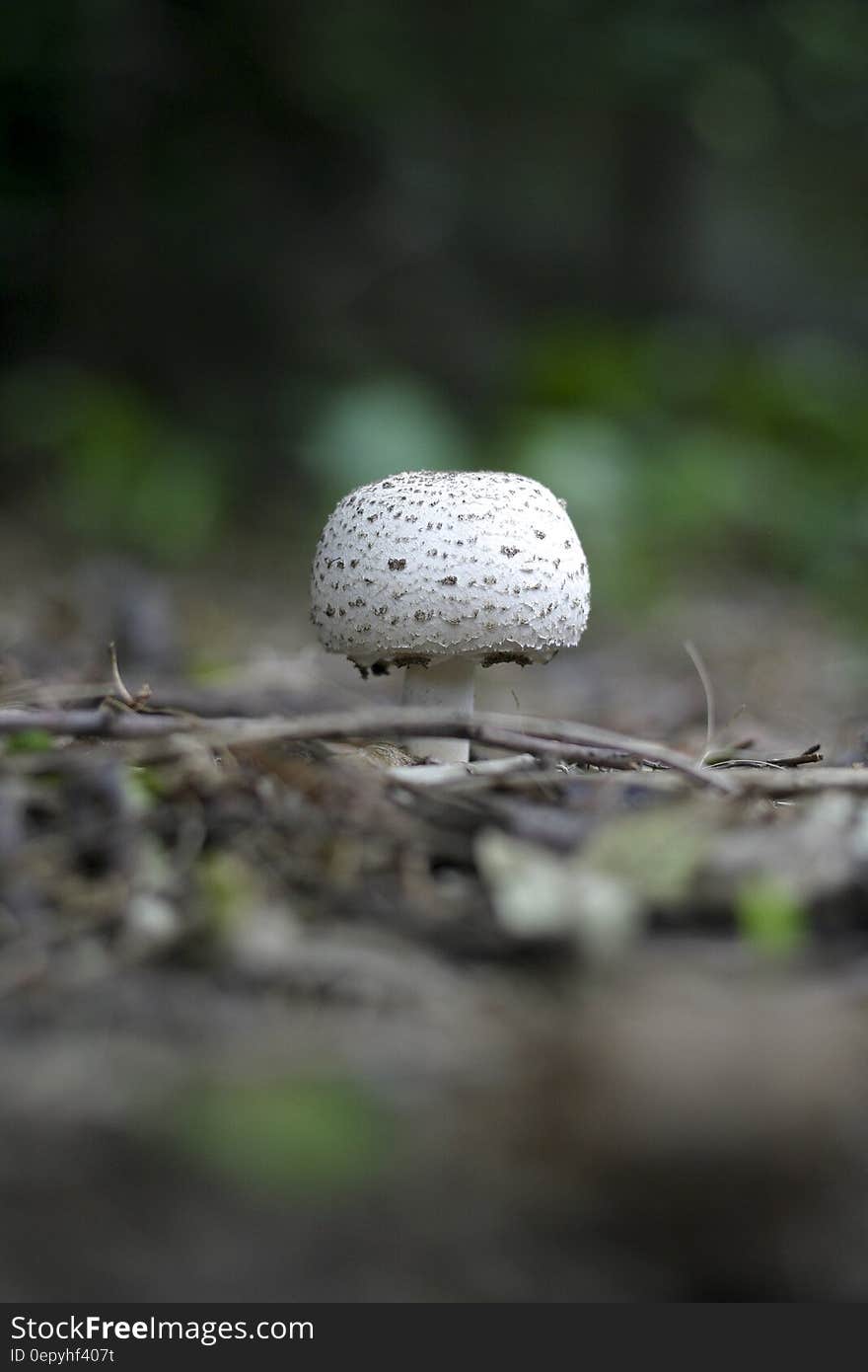 Round White and Grey Mushroom on Forest Floor