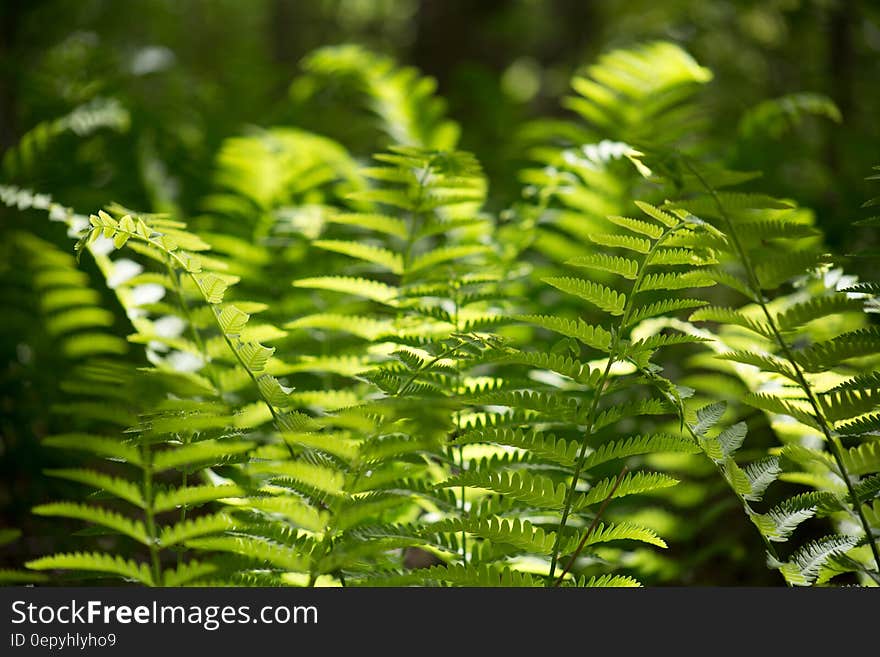 Green Leaf Plants during Daytime