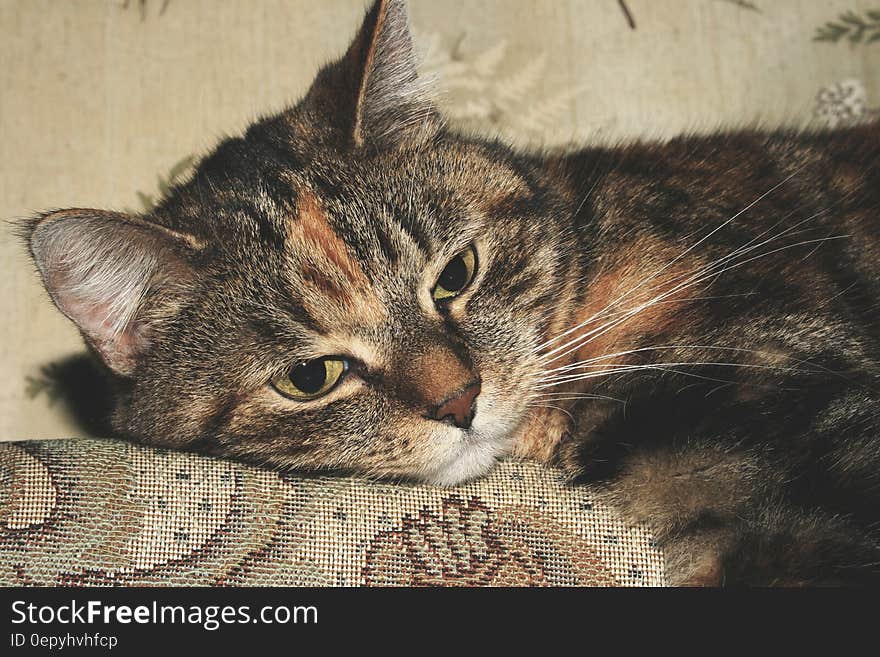 Portrait of calico domestic short haired cat on chair in sunlight. Portrait of calico domestic short haired cat on chair in sunlight.