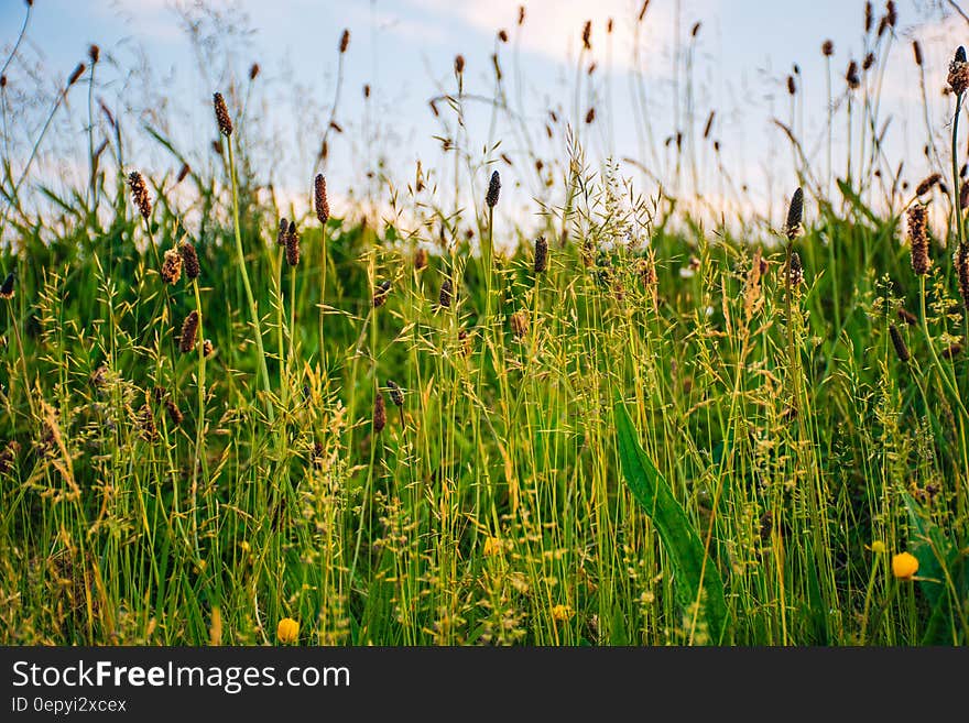 Brown Yellow Narrow Leaf Plant