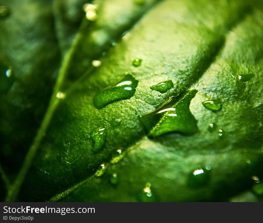 Close Up Photo a Water Moist Green Leaf