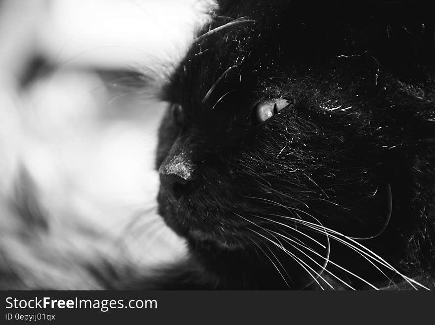 Black Long Coat Cat Grayscale Photography