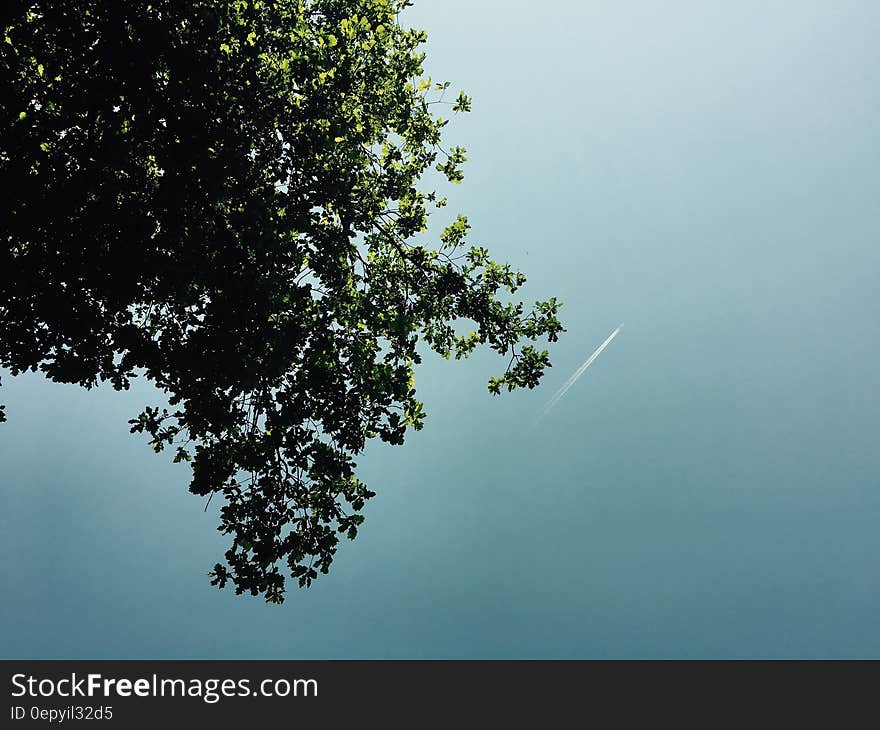 Green Leaf Tree on Low Angle Photography during Daytime