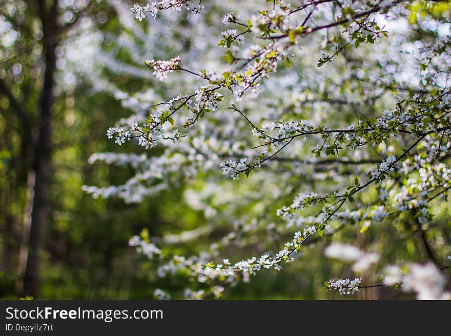 White and Green Flowers during Daytime