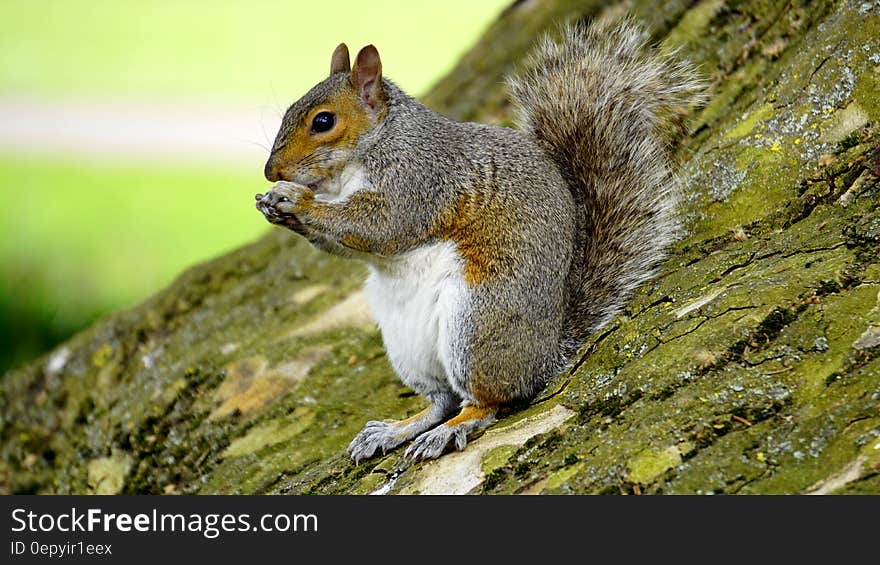 Grey Orange Squirrel