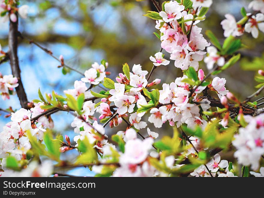 White Petal Flowering Plant