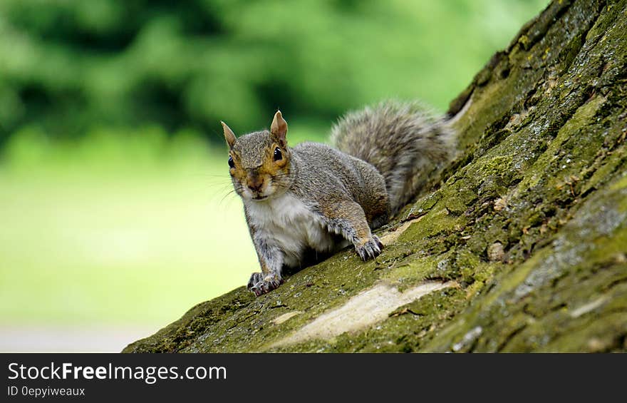 Grey Squirrel on Wooden Trunk during Daytime