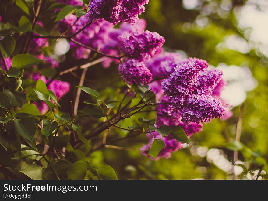 Purple Cluster Petaled Flower Focus Photography