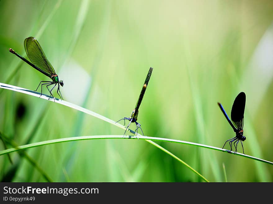 3 Dragon Flies on the Grass