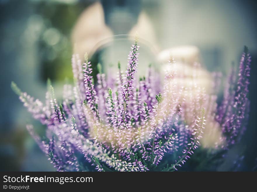 Purple and White Long Flower Blooms during Daytime