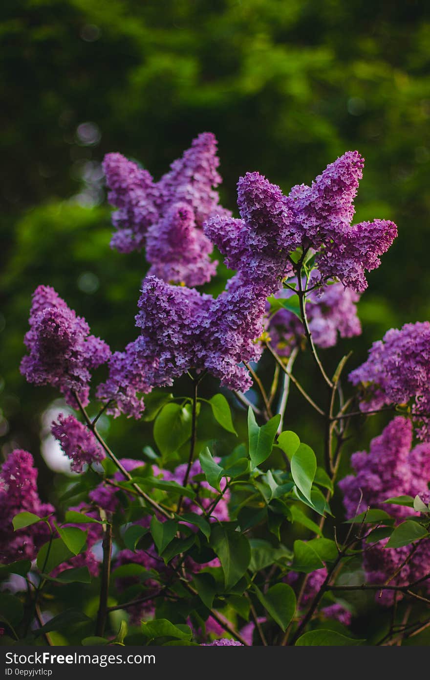 Purple Petaled Flower Fucos