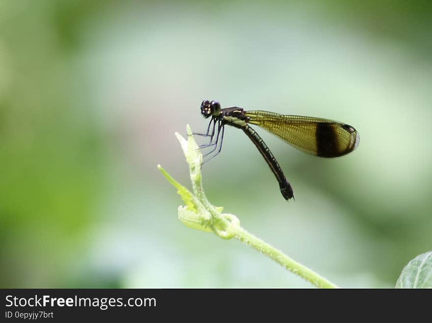 Green Dragonfly on Green Leaf during Daytime