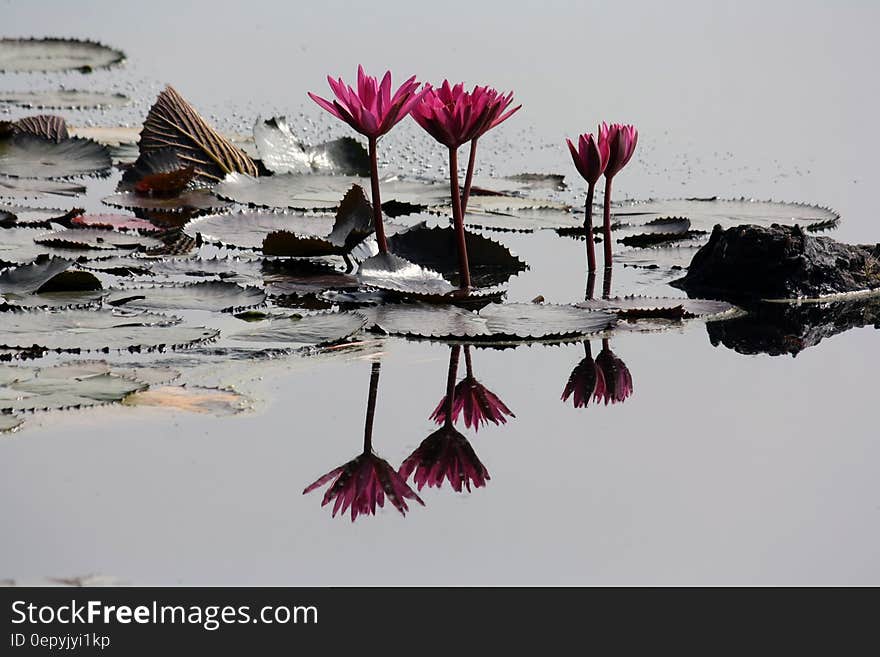 4 Pink Lilies on Pond