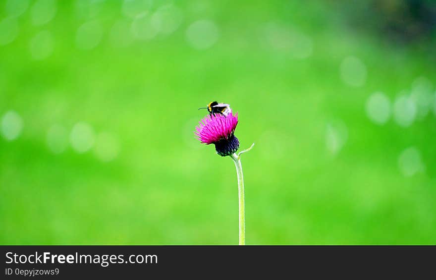 Black Insect on Pink Flower