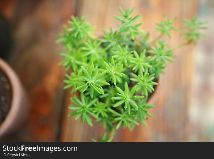 Green Leaf Plant