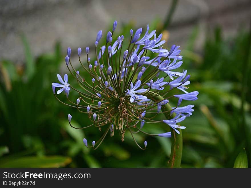 Purple Petal Flower