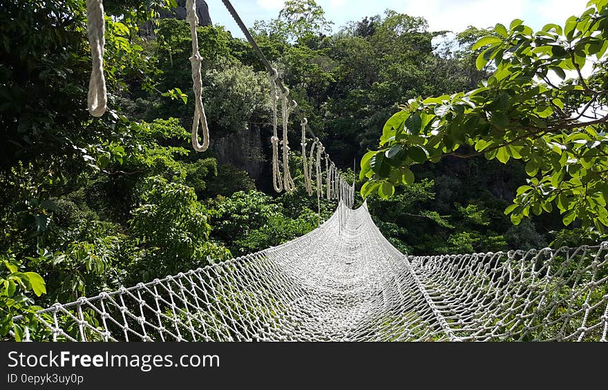 White Net Bridge Across Forest Under Clear Sky