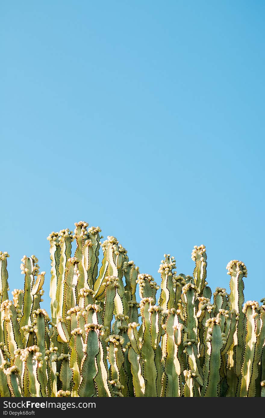 Cacti Plants and Blue Sky