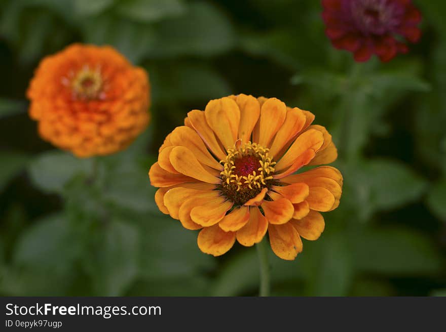 Orange Flower