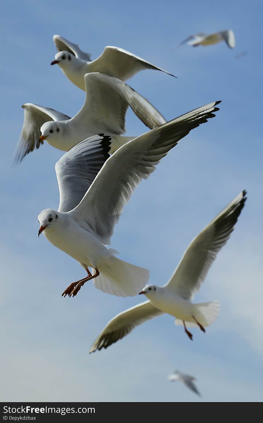 Flock of Seagulls Flying during Daytime