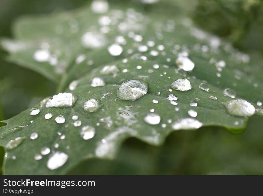 Closeup with selective focus on raindrops on a large green leaf with blurred green background. Closeup with selective focus on raindrops on a large green leaf with blurred green background.