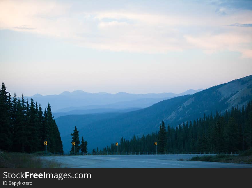 Gray Concrete Road Surrounded by Pine Trees Under Gray Sky