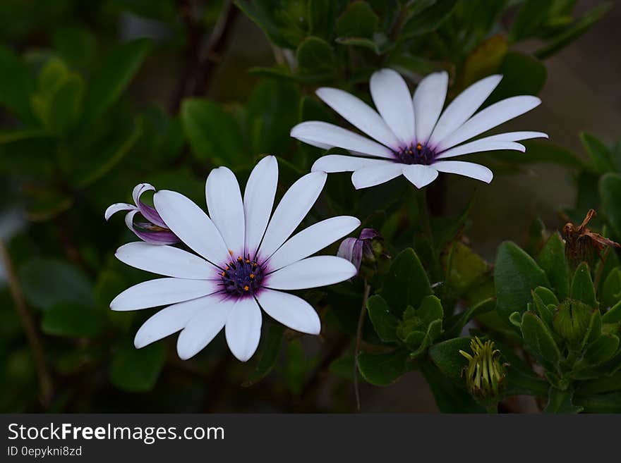 White and Purple Multi Petaled Flower