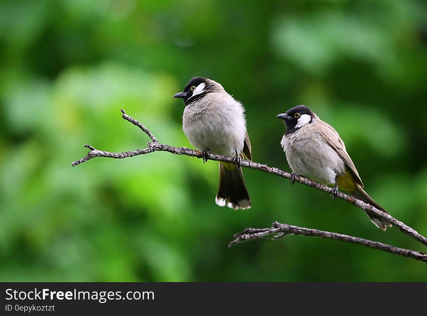 White and Black Birds Piercing on Tree Branch