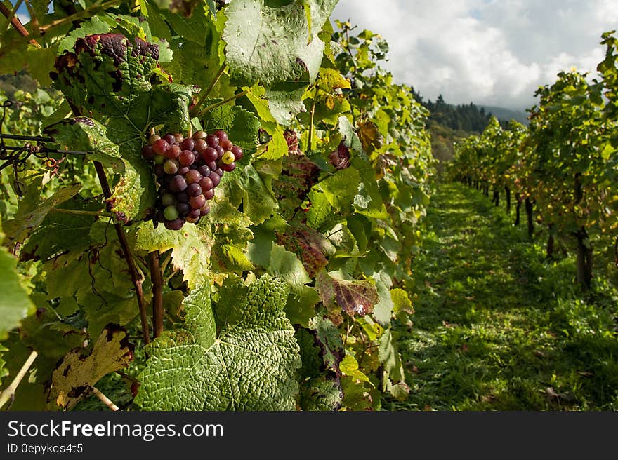 Purple Grapes Tree Under Gray Skt