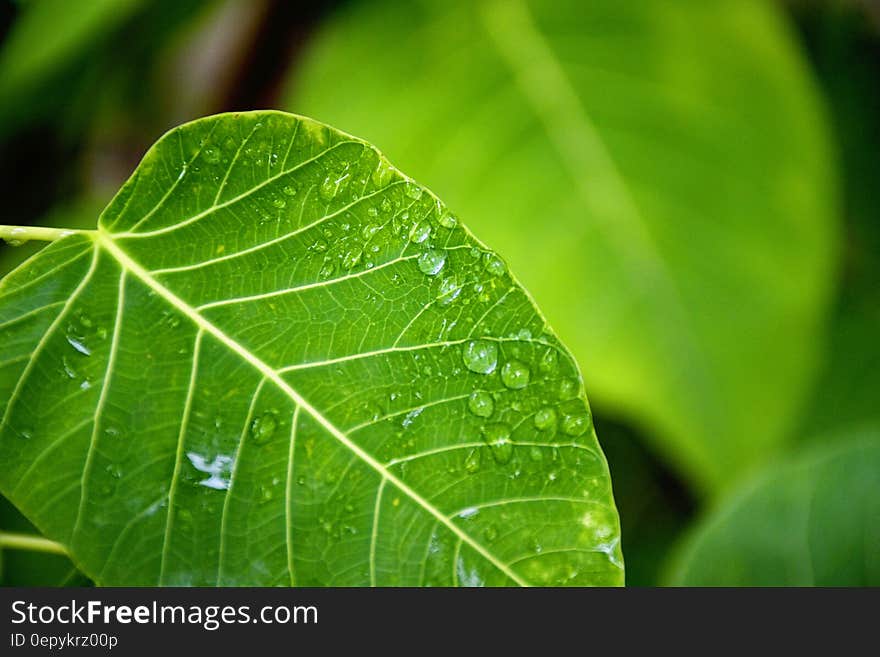 Selective Focus Photography of Water Drop on Green Leaf