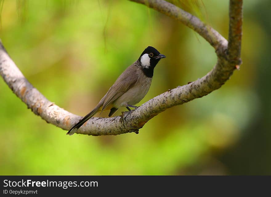 Brown and Black Bird on Tree Trunk