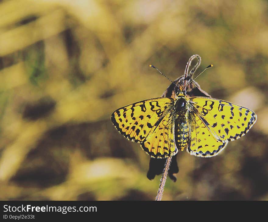 Yellow and Black Butterfly