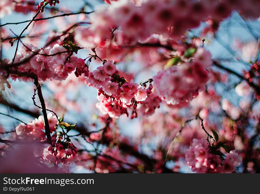 Cherry Blossom Tree