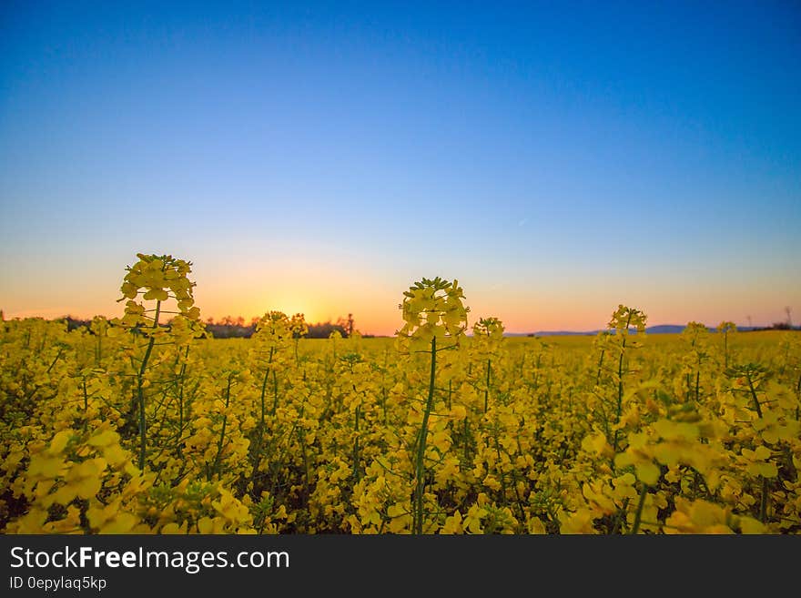 Landscape Photography of Yellow Flower Field Under Blue Sky during Daytime