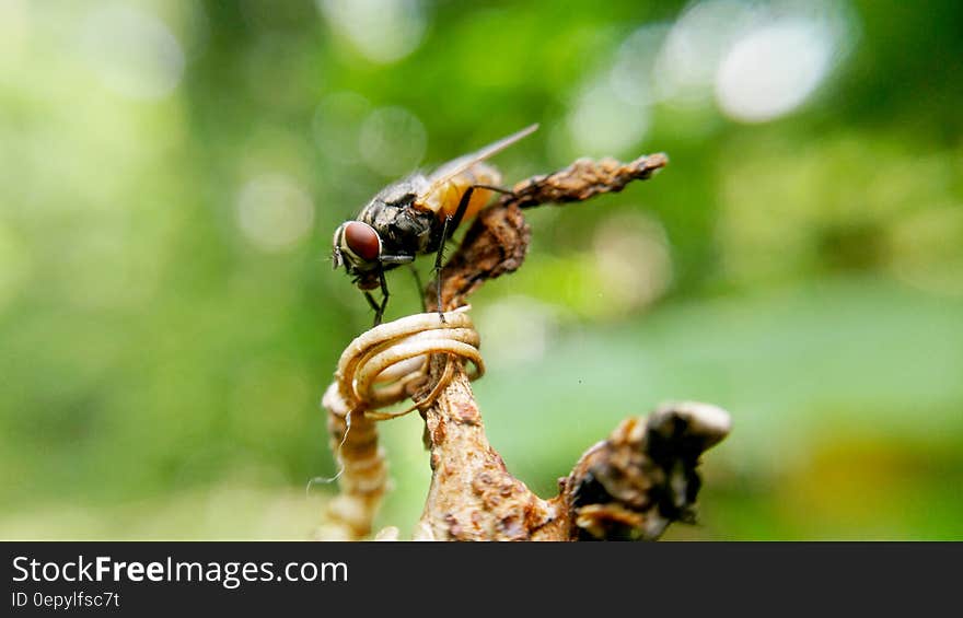 Fly Insect on Brown Plant Stem