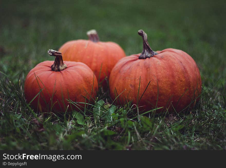 Close up of orange pumpkins sitting in green grass on sunny day. Close up of orange pumpkins sitting in green grass on sunny day.